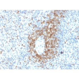 Biotium BNCB2478-100, CD3e (T-Cell Marker) (C3e/2478), Biotin conjugate, 0.1mg/mL