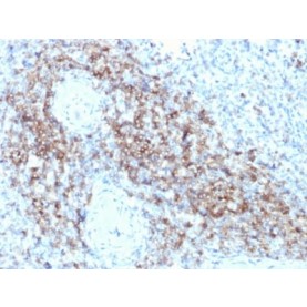 Biotium BNCB2479-100, CD3e (T-Cell Marker) (C3e/2479), Biotin conjugate, 0.1mg/mL