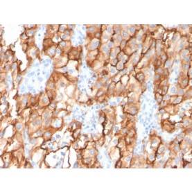 Biotium BNCB2579-100, CD10 (Membrane Metalloendopeptidase)(MME/2579), Biotin conjugate, 0.1mg/mL