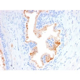 Biotium BNCB2580-100, CD10 (Membrane Metalloendopeptidase)(MME/2580), Biotin conjugate, 0.1mg/mL