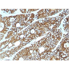 Biotium BNCB2615-100, Cadherin 17 / LI Cadherin (Liver-Intestine Marker)(CDH17/2615), Biotin conjugate, 0.1mg/mL