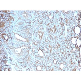 Biotium BNCB2617-100, Cadherin 17 / LI Cadherin (Liver-Intestine Marker)(CDH17/2617), Biotin conjugate, 0.1mg/mL