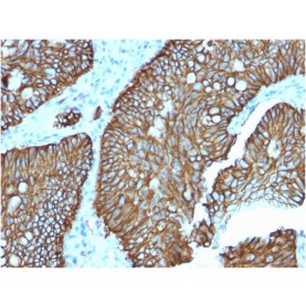 Biotium BNCB2618-100, Cadherin 17 / LI Cadherin (Liver-Intestine Marker)(CDH17/2618), Biotin conjugate, 0.1mg/mL