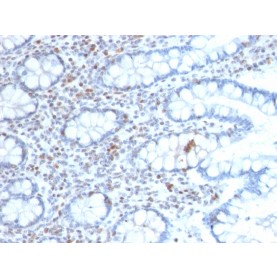 Biotium BNCB2689-100, BMI1 (Oncogene and Stem Cell Marker)(BMI1/2689), Biotin conjugate, 0.1mg/mL