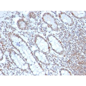 Biotium BNCB2690-100, BMI1 (Oncogene and Stem Cell Marker)(BMI1/2690), Biotin conjugate, 0.1mg/mL
