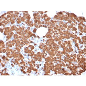 Biotium BNCB2711-500, Carboxypeptidase A1 / CPA1 (Pancreatic Cancer Marker)(CPA1/2711), Biotin conjugate, 0.1mg/mL