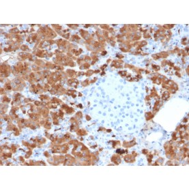 Biotium BNCB2712-100, Carboxypeptidase A1 / CPA1 (Pancreatic Cancer Marker)(CPA1/2712), Biotin conjugate, 0.1mg/mL