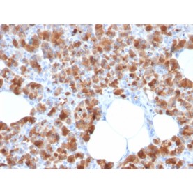Biotium BNCB2713-100, Carboxypeptidase A1 / CPA1 (Pancreatic Cancer Marker)(CPA1/2713), Biotin conjugate, 0.1mg/mL