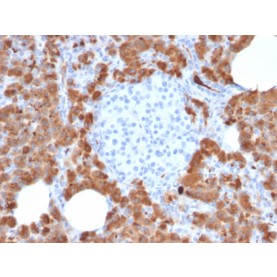 Biotium BNCB2714-100, Carboxypeptidase A1 / CPA1 (Pancreatic Cancer Marker)(CPA1/2714), Biotin conjugate, 0.1mg/mL