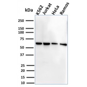 Biotium BNCB2751-100, CD127 / IL7R (Marker of T-Reg Cells)(IL7R/2751), Biotin conjugate, 0.1mg/mL