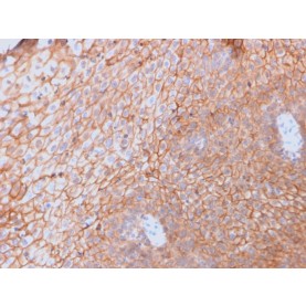 Biotium BNCB2761-100, CD40 Ligand / CD154 / TRAP1 (Activation Marker of T-Lymphocytes)(CD40LG/2761), Biotin conjugate, 0.1mg/mL