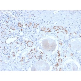PAX8 (Renal Cell Marker)(PAX8/2774R), Biotin conjugate, 0.1mg/mL