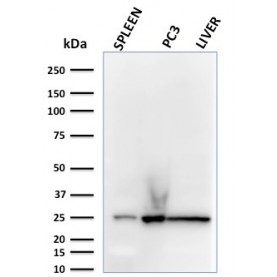 Biotium BNCB2783-100, C1QA / Complement C1q A-Chain(C1QA/2783), Biotin conjugate, 0.1mg/mL