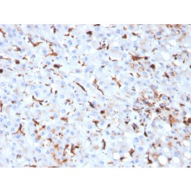 Biotium BNCB2793-100, Cathepsin K (Marker of Tumor Invasiveness)(CTSK/2793), Biotin conjugate, 0.1mg/mL