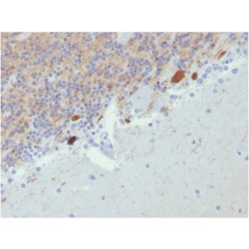 Biotium BNCB2807-100, Calretinin / Calbindin 2 (Mesothelioma Marker)(CALB2/2807), Biotin conjugate, 0.1mg/mL
