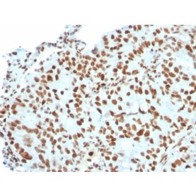 Biotium BNCB2823-100, BMI1 (Oncogene and Stem Cell Marker)(BMI1/2823), Biotin conjugate, 0.1mg/mL