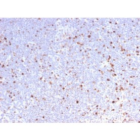 MCM7 (Proliferation Marker)(MCM7/2832R), Biotin conjugate, 0.1mg/mL