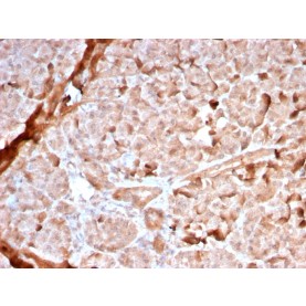 Mitochondria (Marker for Human Cells, Granular RCC's & Salivary Tumors)(MTC02/2860R), Biotin conjugate, 0.1mg/mL