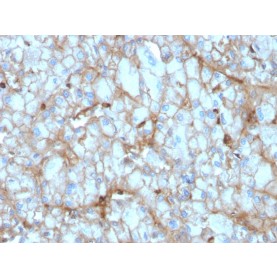 Biotium BNCB2954-100, C1QA / Complement C1q A-Chain(C1QA/2954), Biotin conjugate, 0.1mg/mL