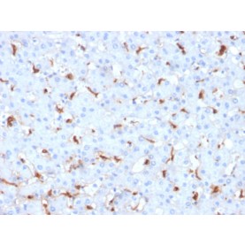 Biotium BNCB2961-100, C1QB / Complement C1q B-Chain(C1QB/2961), Biotin conjugate, 0.1mg/mL