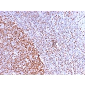 Nuclear Antigen (Pan-Nuclear Marker) (NM2984R), Biotin conjugate, 0.1mg/mL