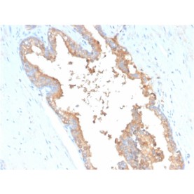Transferrin (Early Marker of Oligodendrocytes)(TF/3001), Biotin conjugate, 0.1mg/mL