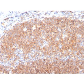 Biotium BNCB3117-100, CD19 (B-Lymphocyte Marker)(CD19/3117), Biotin conjugate, 0.1mg/mL