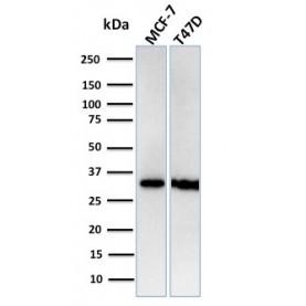 Replication Protein A2 (RPA2)(RPA2/3140R), Biotin conjugate, 0.1mg/mL