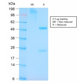 p53 Tumor Suppressor Protein(TP53/3156R), Biotin conjugate, 0.1mg/mL