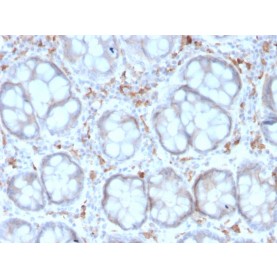 Biotium BNCB3190-100, CD209 / DC-SIGN (Pathogen Receptor on Dendritic Cells)(rC209/1781), Biotin conjugate, 0.1mg/mL
