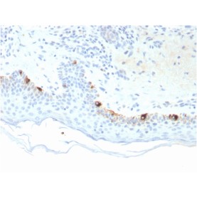 Tyrosinase-Related Protein-1 (TYRP-1) (Melanoma Marker)(TYRP1/3281), Biotin conjugate, 0.1mg/mL