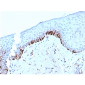 Tyrosinase-Related Protein-1 (TYRP-1) (Melanoma Marker)(TYRP1/3282), Biotin conjugate, 0.1mg/mL
