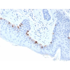 Tyrosinase-Related Protein-1 (TYRP-1) (Melanoma Marker)(TYRP1/3283), Biotin conjugate, 0.1mg/mL