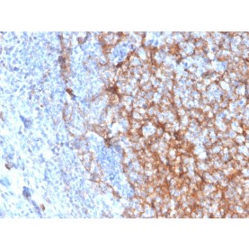 Biotium BNCB3337-500, CD11b / MAC-1 (Microglial Marker)(ITGAM/3337), Biotin conjugate, 0.1mg/mL