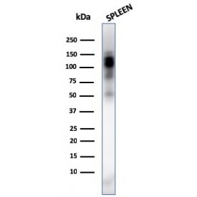 Biotium BNCB3338-100, CD11b / MAC-1 (Microglial Marker)(ITGAM/3338), Biotin conjugate, 0.1mg/mL