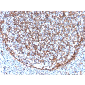 Biotium BNCB3340-500, CD11b / MAC-1 (Microglial Marker)(ITGAM/3340), Biotin conjugate, 0.1mg/mL