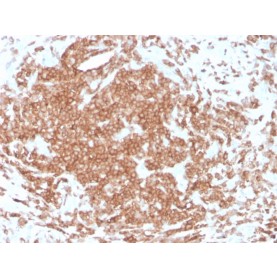 Biotium BNCB3631-100, CD3e (T-Cell Marker)(rC3e/1308), Biotin conjugate, 0.1mg/mL