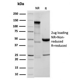 Ornithine Decarboxylase-1 (ODC-1)(ODC1/3636R), Biotin conjugate, 0.1mg/mL