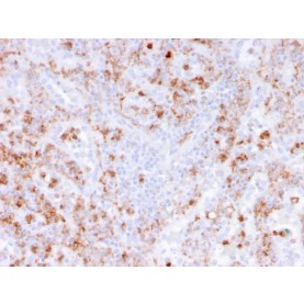 Biotium BNCB3781-100, Calprotectin / MRP14 / S100A9 / Calgranulin B(rMAC3781), Biotin conjugate, 0.1mg/mL