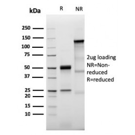Prolactin Receptor (hPRL Receptor)(PRLR/3785R), Biotin conjugate, 0.1mg/mL