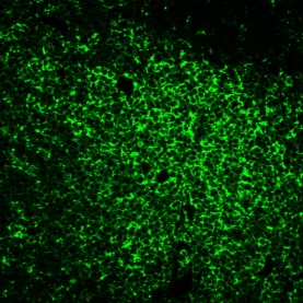 CD45RO(UCHL-1), 1mg/mL