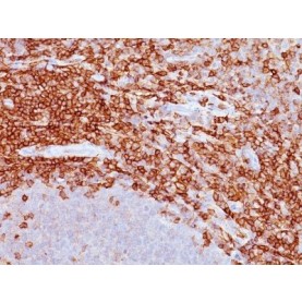 CD43(DF-T1), 1mg/mL