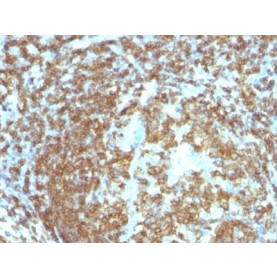 CD45RA(158-4D3), 1mg/mL