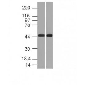 CD33(C33/69), 1mg/mL
