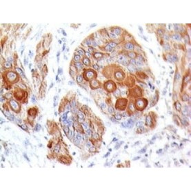 CD28(204.12), 1mg/mL