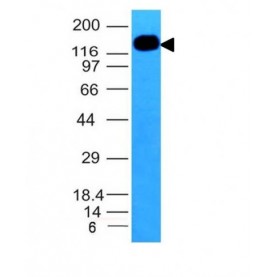 CD50 (ICAM-3)(101-1D2), 1mg/mL