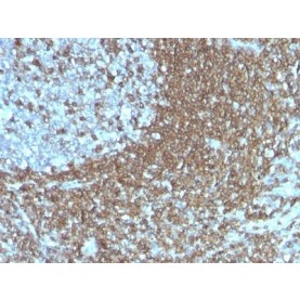 CD50 (ICAM-3)(186-2G9), 1mg/mL