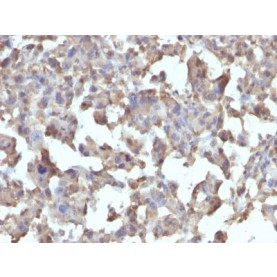 CD284 / TLR4(TLR4/230), 1mg/mL