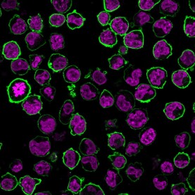 CD43(Bra7G), 1mg/mL