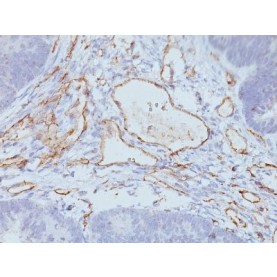 CD31 / PECAM-1(158-2B3), 1mg/mL